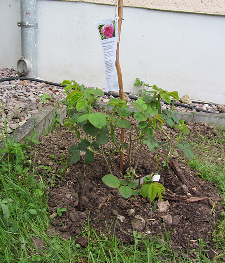 Rosenpflanze