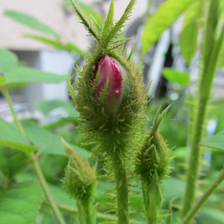 Rosenknospe