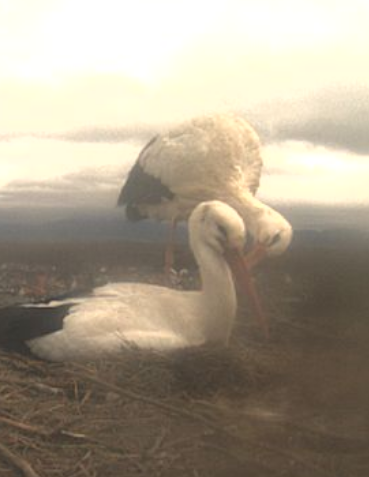 Screenshot 2026-02-10 at 13-39-25 mx10-9-40-225.png