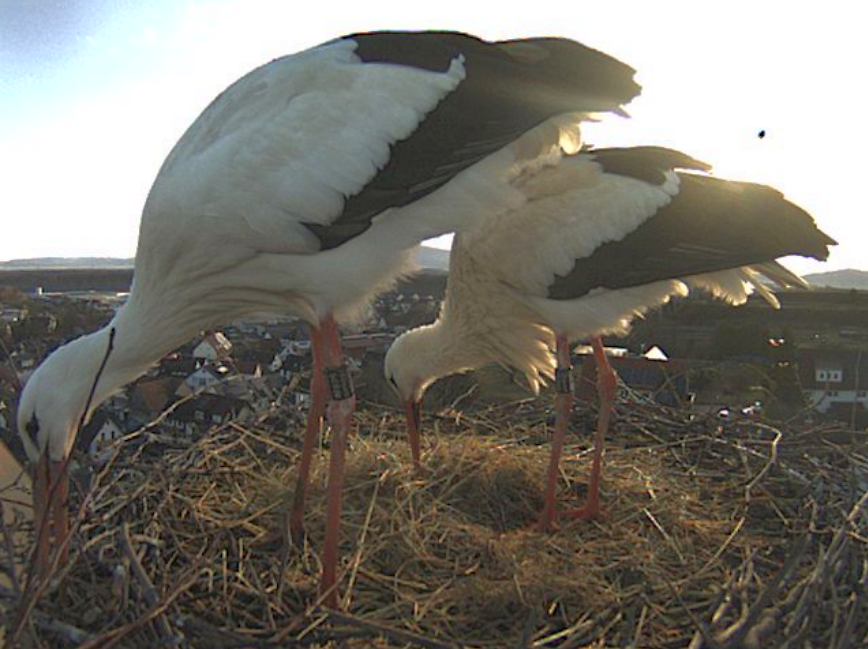 Screenshot 2026-03-01 at 08-47-31 mx10-9-40-225.png