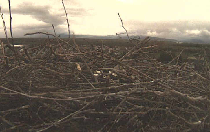 Screenshot 2026-03-25 at 13-19-57 mx10-9-40-225.png