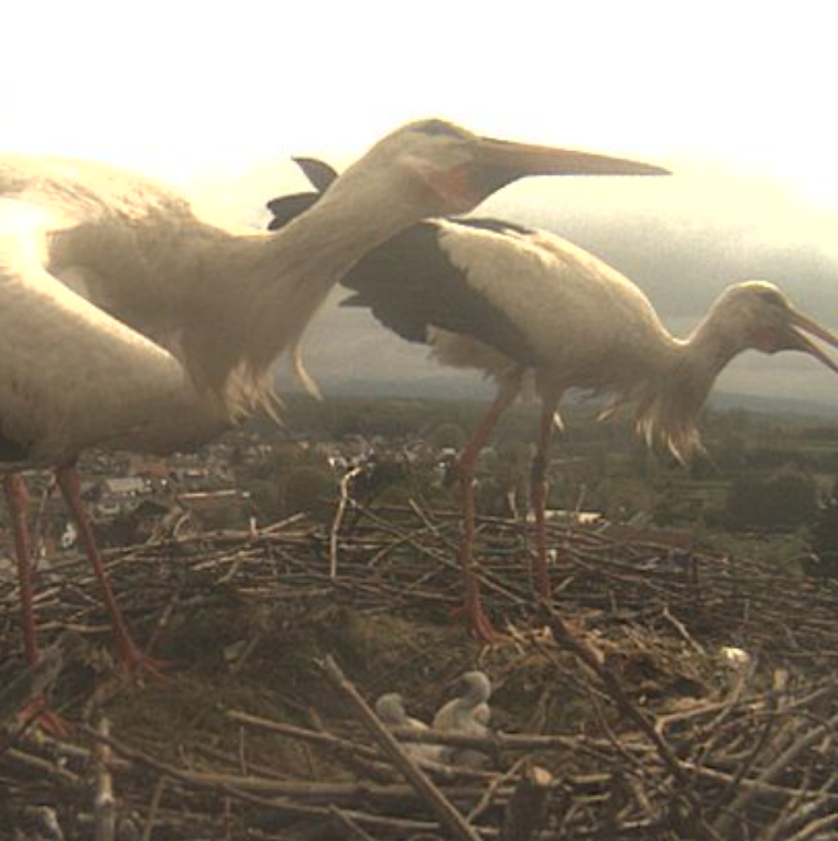 Screenshot 2026-04-14 at 11-21-49 mx10-9-40-225.png