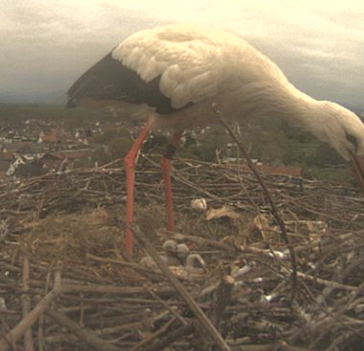 Screenshot 2026-04-15 at 16-26-38 mx10-9-40-225.png